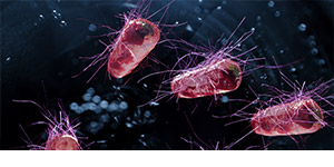 Vista microscópica de la bacteria E. coli en una muestra de aguas residuales