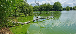 A cyanobacteria blue-green algae bloom in a river.
