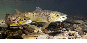 Salmo trutta, commonly known as brown trout, spawning in a shallow river.