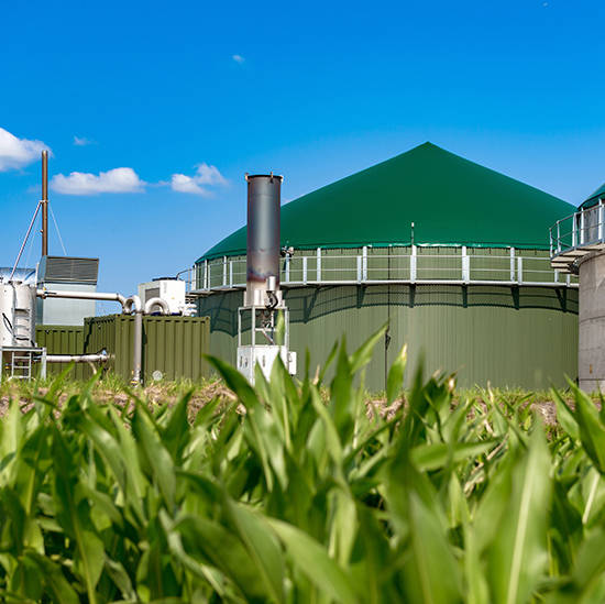 Domed roof of the anaerobic digester in a biogas processing plant behind a field of corn.