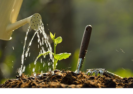 A watering can pouring rainwater on a newly planted seedling.