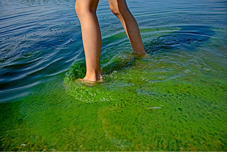 Child standing in lake water polluted with blue-green algae, also known as cyanobacteria.