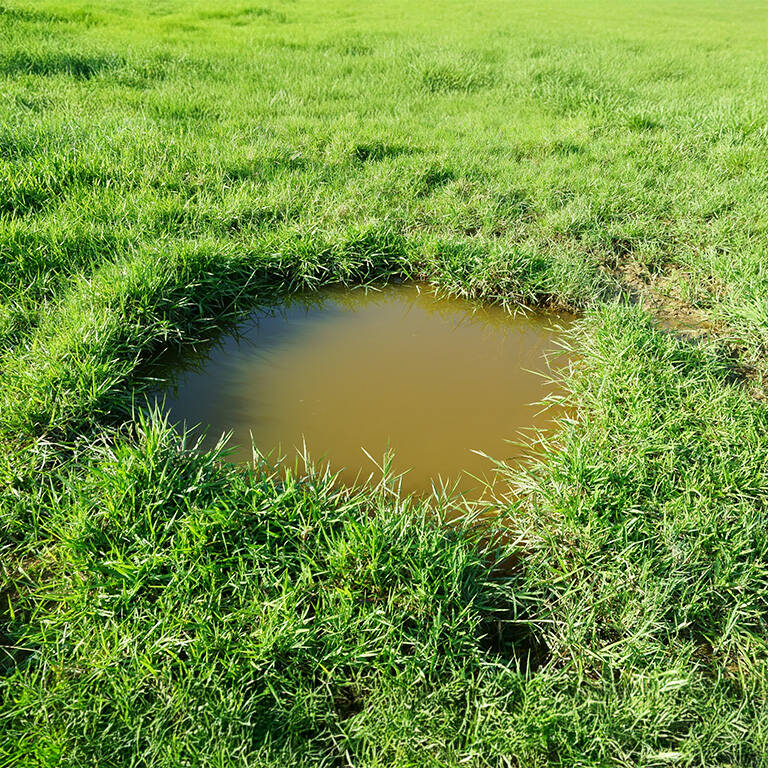 Standing water over a septic drain field.